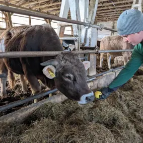 Mann füttert eine Milchkuh