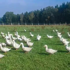 Gänse auf einer Wiese bei Sonnenschein.