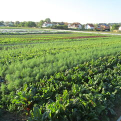 Feld mit verschiedenen Bio-Gemüsen