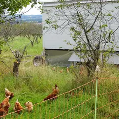 Hühner vor einem mobilen Hühnerstall auf der Wiese