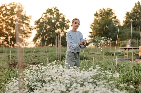 Eine Frau pflückt Bio-Blumen in Dresden