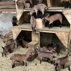 Junge Ziegen auf dem Hof Lauterbach spielen im Stall