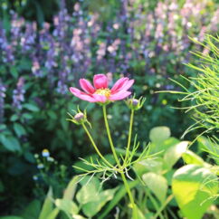 Cosmeablüte