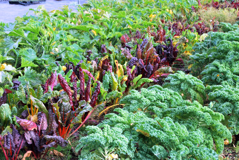 Verschiedene Sorten Bio-Gemüse in einem Beet