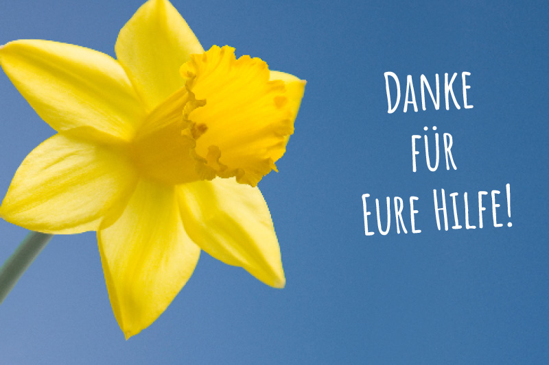 Eine Narzisse auf blauem Grund. Enthält Text: Danke für eure Hilfe!