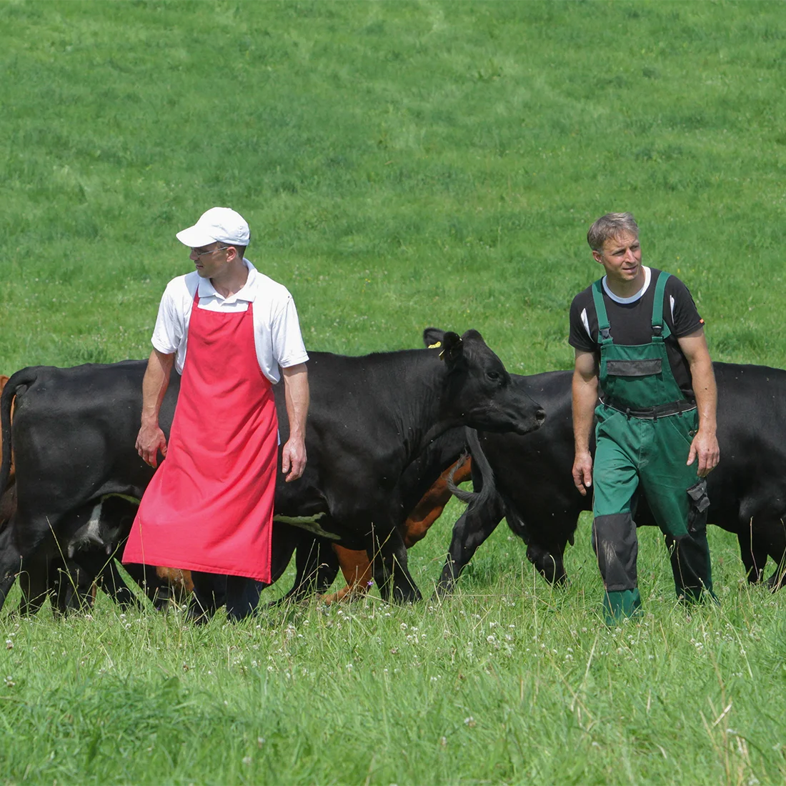 Zwei Mitarbeiter der Bio-Fleischerei Mörl auf der Weide mit ihren Rindern
