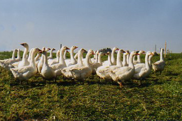 Gänse auf einer Wiese des Geflügelhof Bartsch