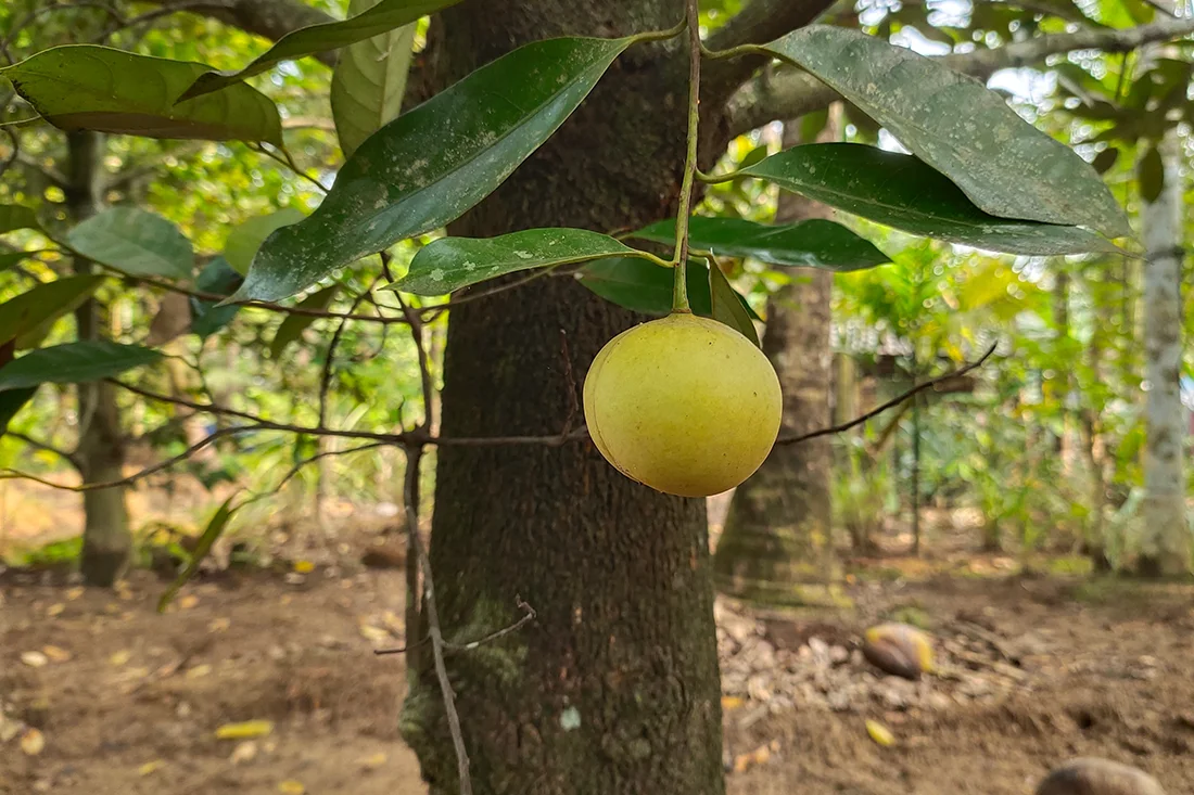 Muskatnus-Frucht am Baum