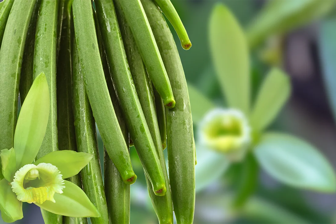 grüne Vanilleschote am Baum mit Blüte