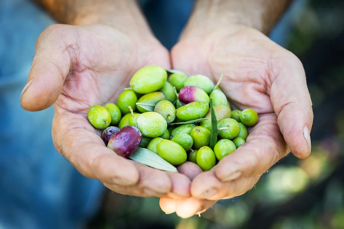 Hände halten grüne Oliven. Bild: AdobeStock/angelo chiariello