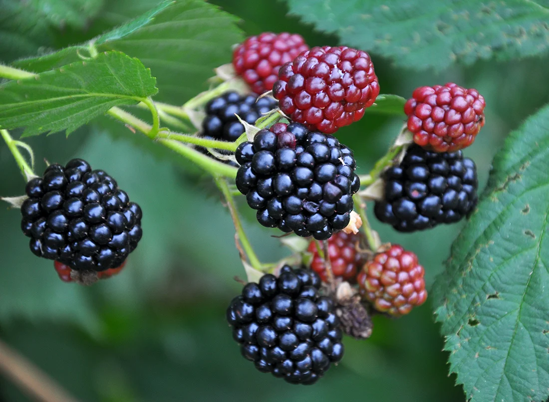 Brombeeren am Strauch