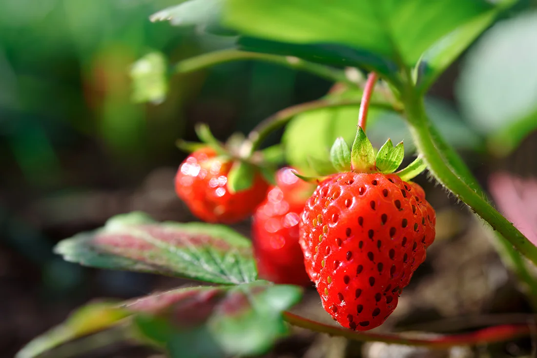 reife Erdbeeren hängen an einer Erdbeerpflanze