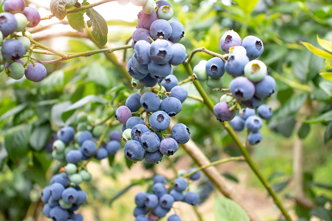 Heidelbeeren am Strauch