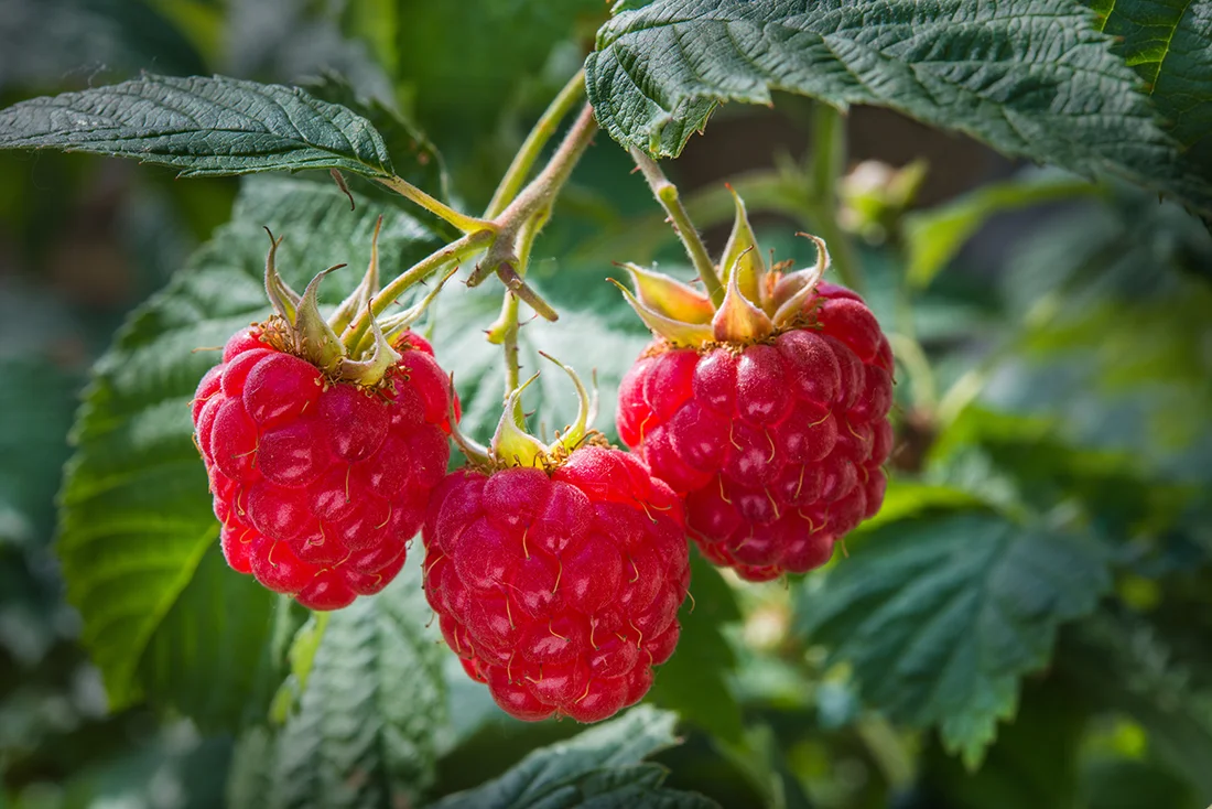 Reife Himbeeren am Strauch