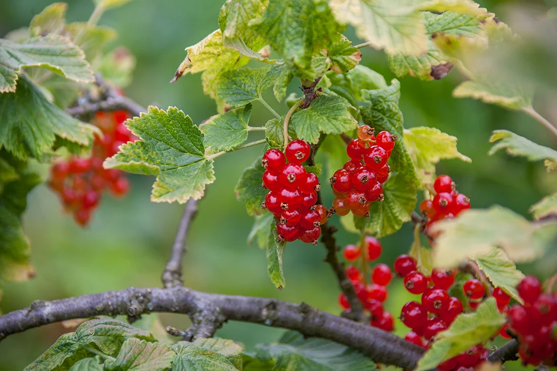 reife Johannisbeeren am Strauch