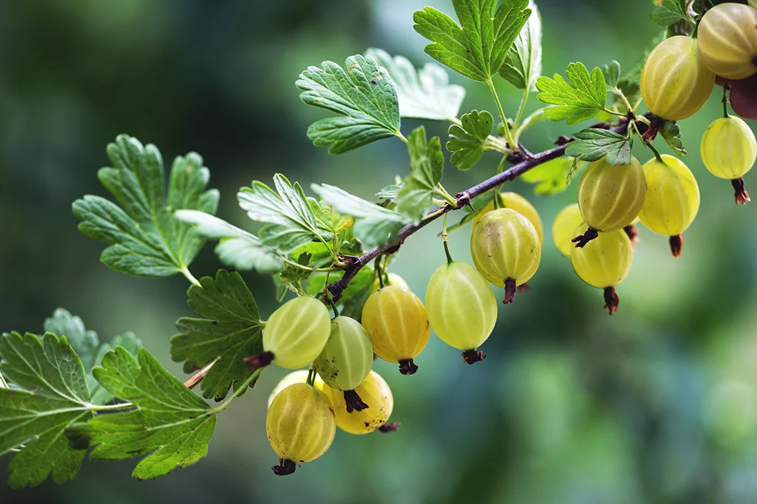 Stachelbeeren am Strauch
