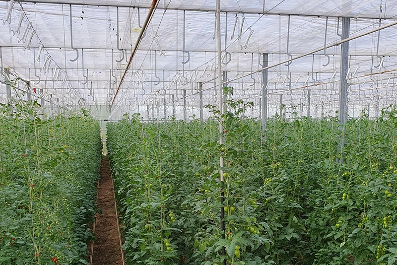 Gewächshaus mit Bio-Tomaten