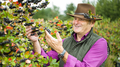 Anbauer zeigt Aronia-Beeren an einem Strauch