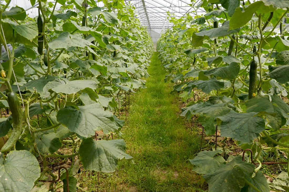 Gurkenpflanzen im Gewächshaus der Auenhof Biogärtnerei