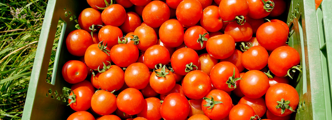 Biotomaten in einer Kiste