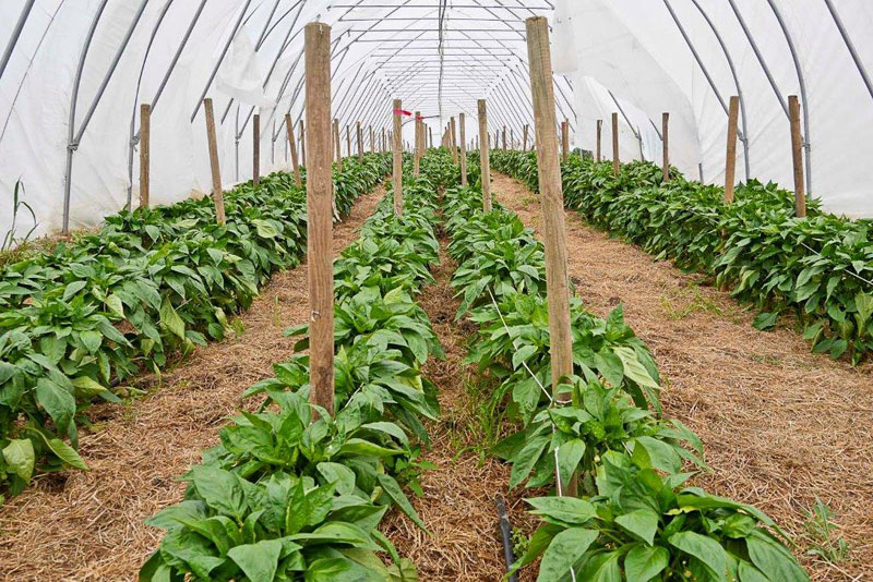 Bio-Paprika-Pflanzen im Folientunnel
