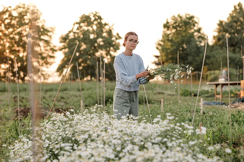 Eine Frau pflückt Bio-Blumen in Dresden