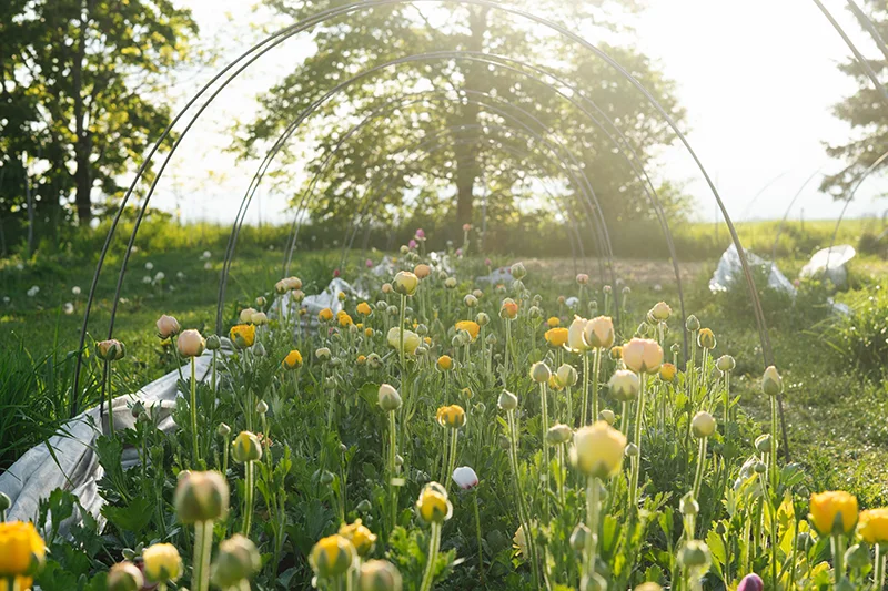 Viele Bioblumen auf einer Wiese vor den Toren Dresdens