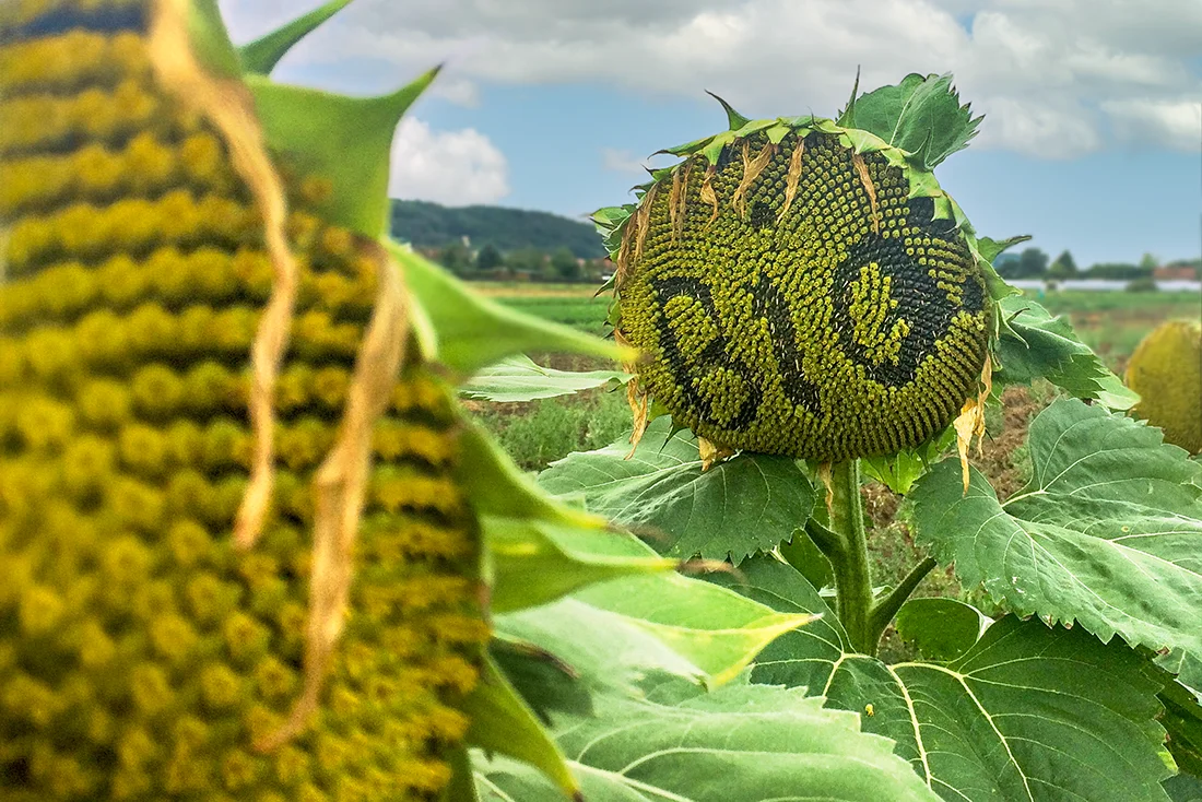 Eine Sonnenblume, auf deren Blütenkorb "Bio" steht