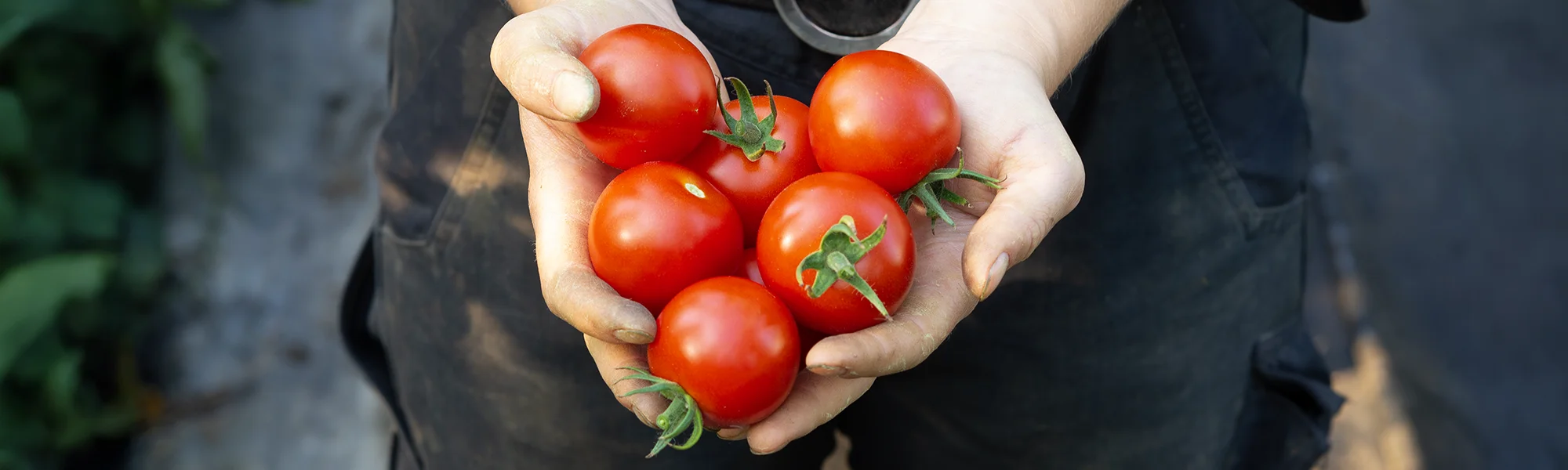 Zwei Hände halten Tomaten