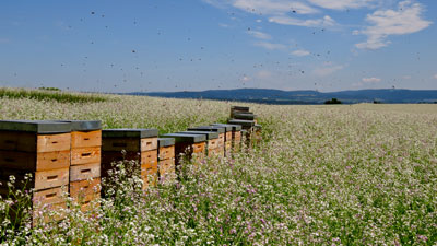 Bienen-Bauten stehen auf einem blühendem Feld