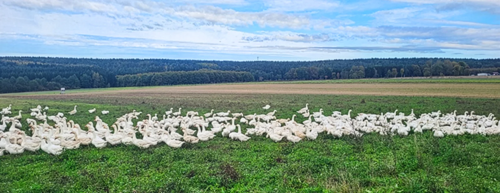 Gänse-Herde auf einer Wiese auf dem Geflügelhof Bartsch