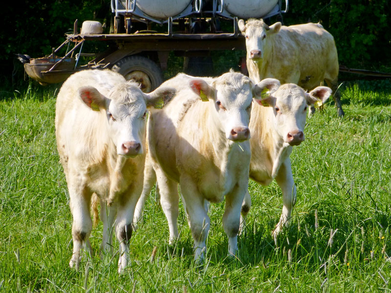 Junge Rinder von Gut Krauscha auf der Weide