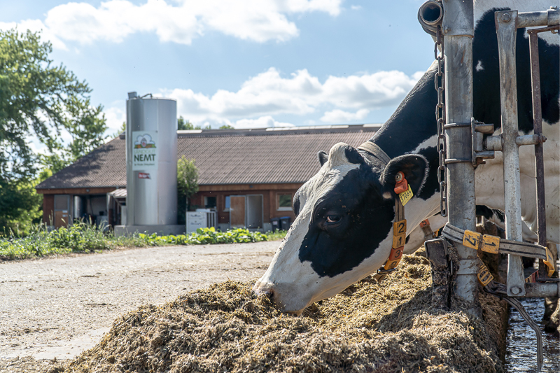 Kuh beim Fressen, im Hintergrund das Landgut Nemt