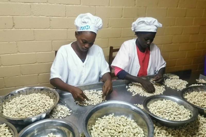 Zwei Frauen sortieren Cashewnüsse