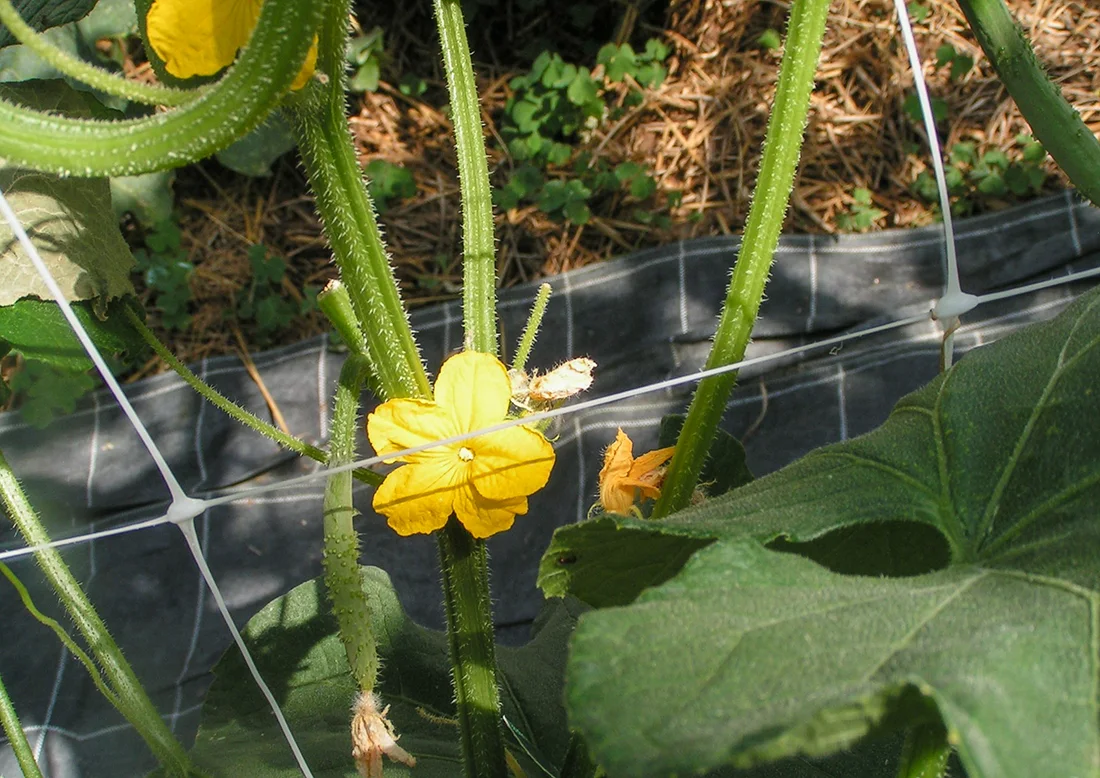 Zucchiniblüte