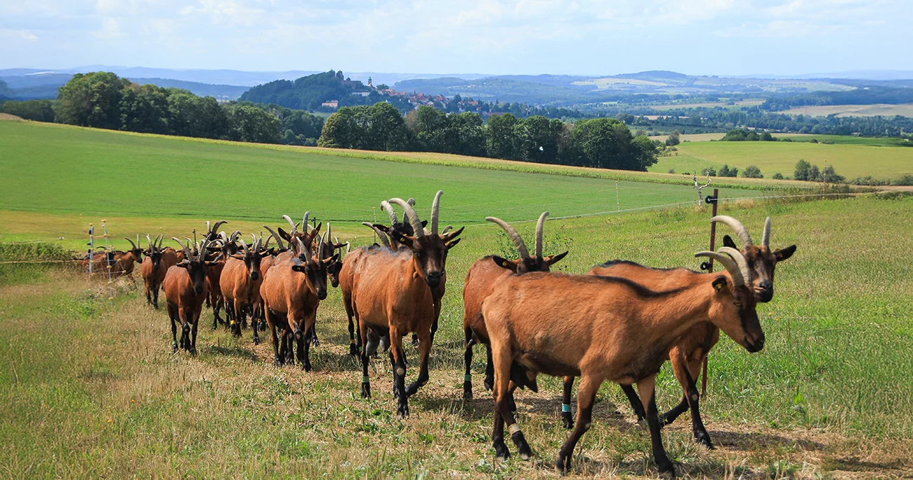 Ziegenherde auf einem Feld, im Hintergrund Stolpen