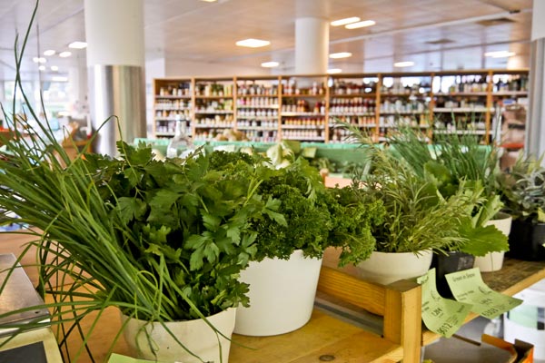 Frische Kräuter